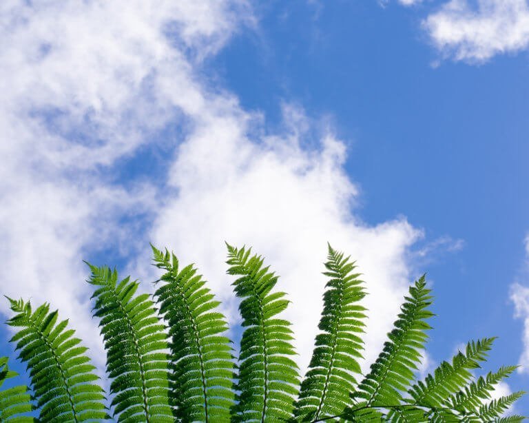 Fern and blue sky