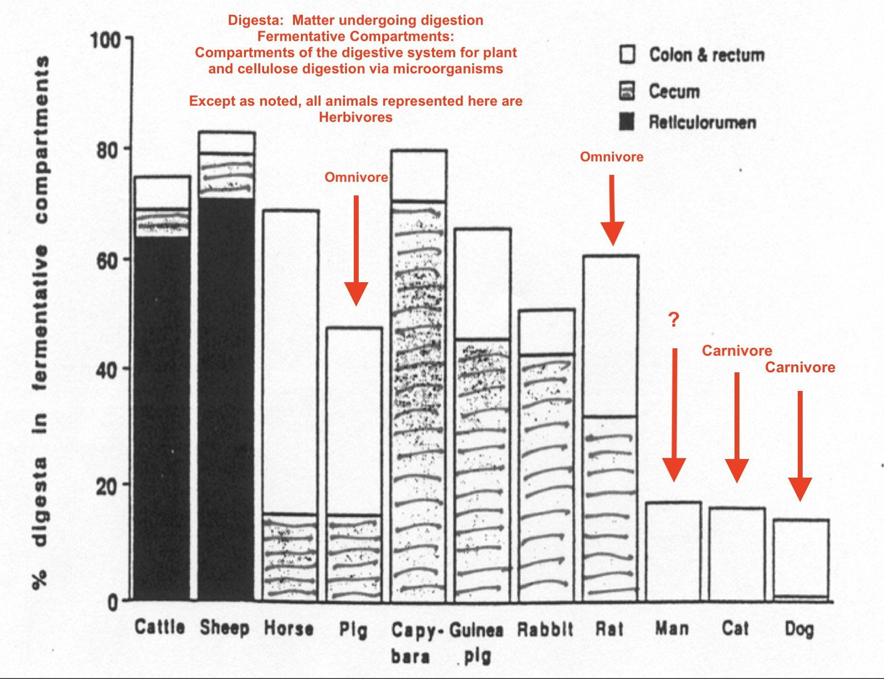 human carnivore digestion